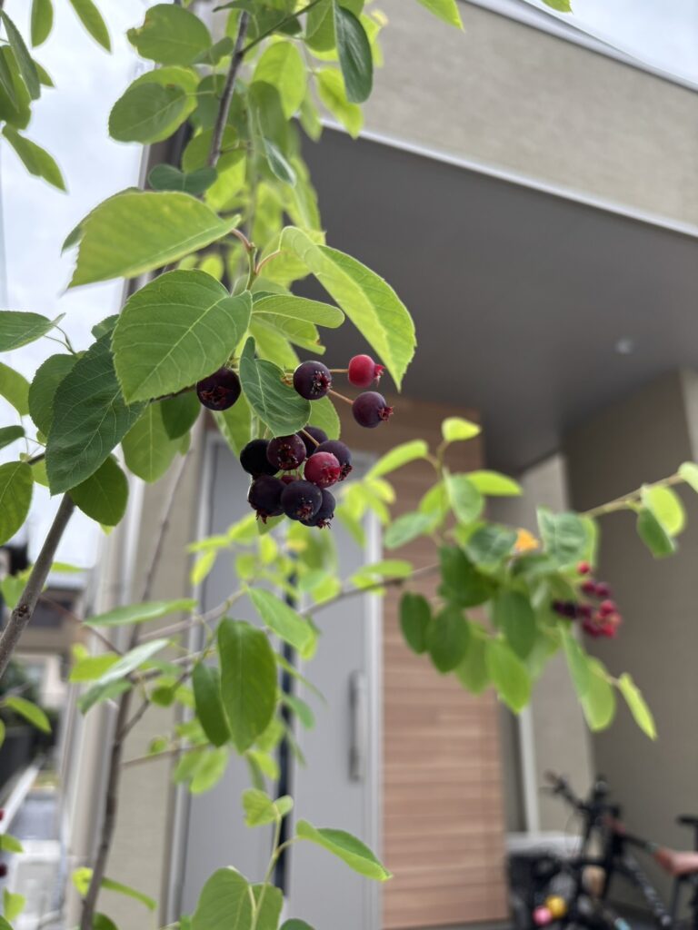 お施主様の毎日に、そっと寄り添うお庭の成長❀